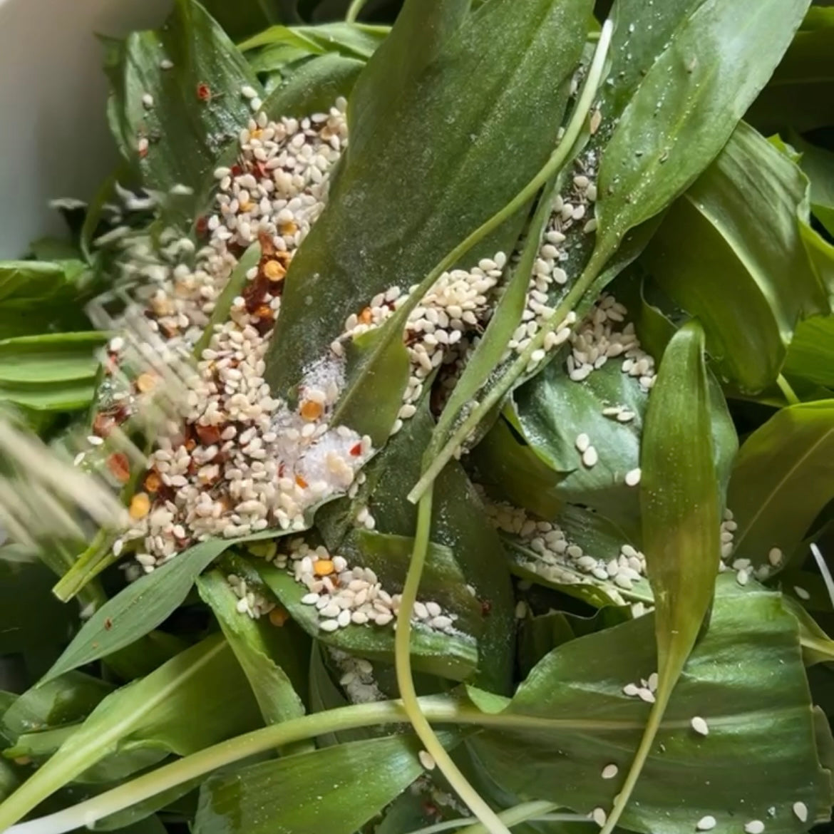 Fermenterede ramsløg