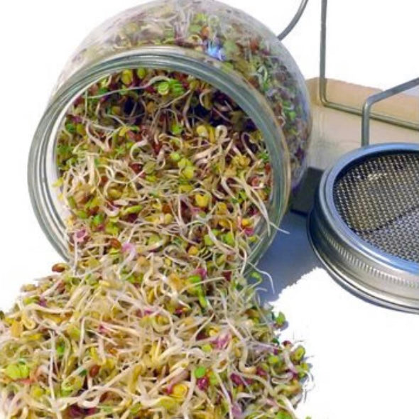 Sådan dyrker du spirer derhjemme