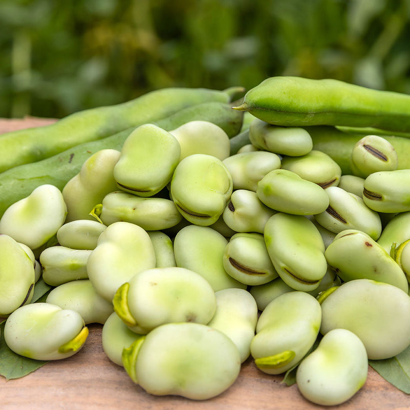 Fava bønner, også kaldet hestebønner er bælgfrugter